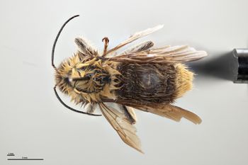 Media type: image;   Entomology 803570 Aspect: habitus dorsal view
